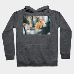 Dry yellow leaves in small oak tree Hoodie